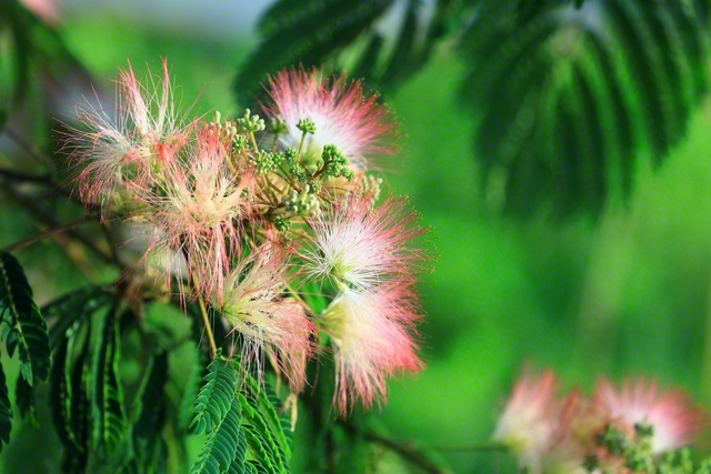 特徴ある濃い緑の葉とネムノキの花（7月2日、中野市、小林充通信員）