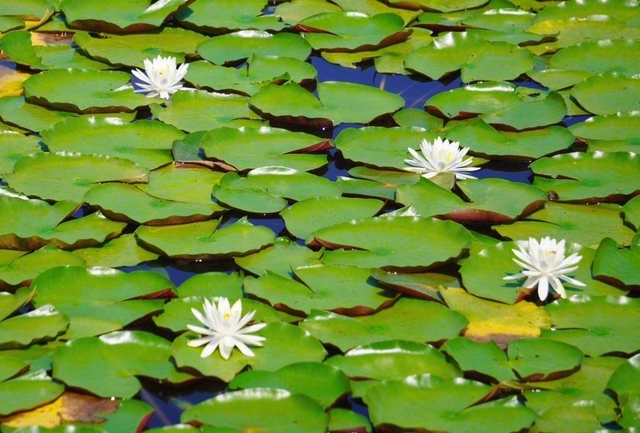 千代田湖には、スイレンが群れ咲いていました。私も自分らしく、清らかな使命の花を咲かせていきます（松野博美通信員）