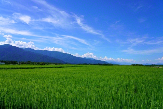 爽やかな田園（7月28日、松本市、森田昭治通信員）