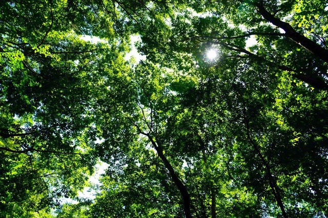 緑の隙間から差す陽光（7月31日、安曇野市）