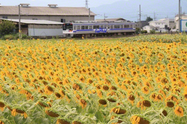ヒマワリと松本電鉄（8月9日、松本市、小松恵三通信員）