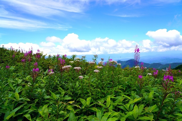 爽やかな美ケ原高原(8月2日、松本市、森田昭治通信員)