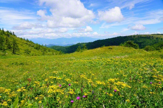 広がる花畑(8月2日、上田市)