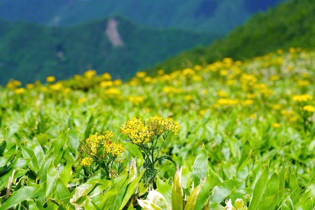 キオンが華やかに(8月2日、松本市、森田昭治通信員)