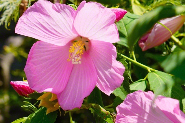 花びらを広げたフヨウ(8月4日、松本市)