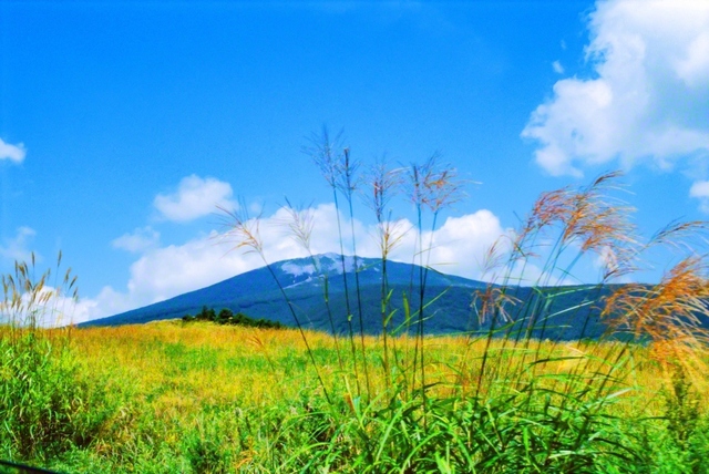 陽光を浴びながら風に揺れるススキ。かなたに見える蔵王連峰の名峰・不忘山とともに、池田先生はカメラに収めました（1994年9月）。一帯は平安時代の和歌に「人わすれずの山」と歌われました。かつて先生は「不忘」を通して、“永遠の同志の誓いを断じて忘れずに進もう”と語りました