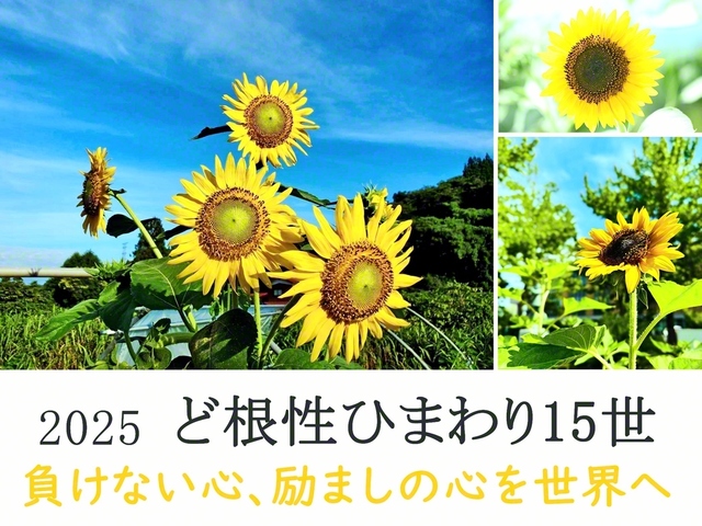 きょう、東日本大震災から14年半。東北をはじめ、全国各地から届いた「ど根性ひまわり15世」の写真を紹介します。