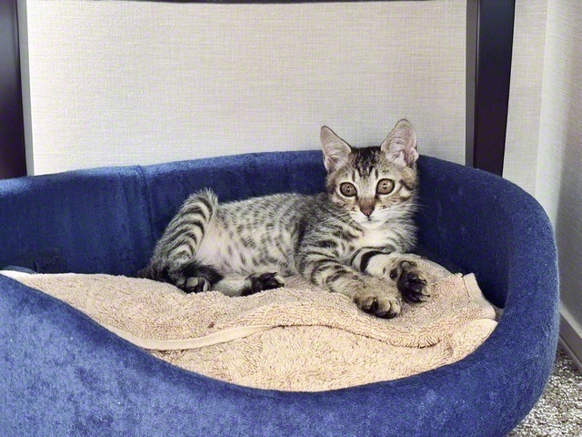 猫の「ししまる」＝創大駅伝部提供