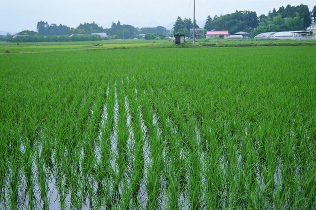 池田大作先生が最後の栃木指導の際に撮影した田園風景。我らも友の“心の田”に平和の種、幸福の種をまこう（1995年6月、宇都宮市内）