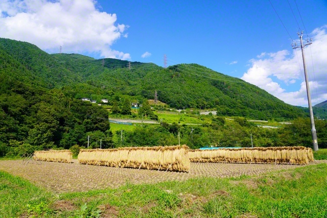 風情ある秋の田んぼ（9月17日、松本市、森田昭治通信員）