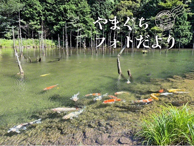 色とりどりのコイが泳ぐ様子は、まるで絵画のよう（9月22日、下関市、前野和恵通信員）