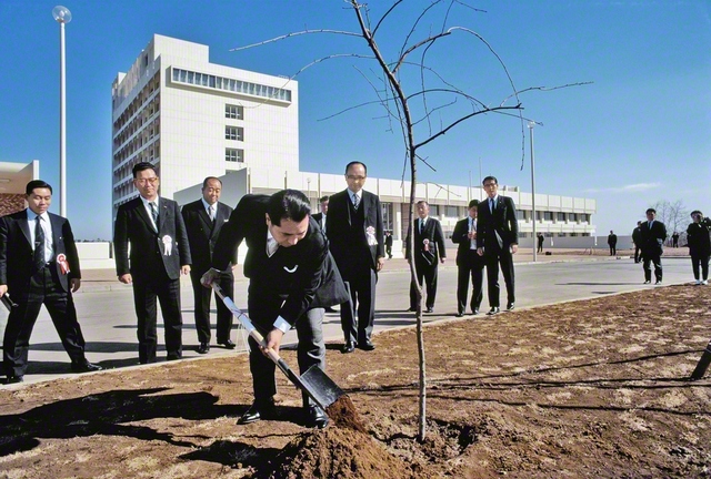 創価大学の開学直前に行われた竣工式の折、池田先生がしだれ桜（創大桜）を植樹（1971年2月）