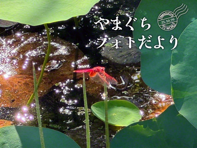 きらきら光る池の水に誘われて、真っ赤なトンボが飛んできた！（10月10日、宇部市、津嶋恵美通信員）