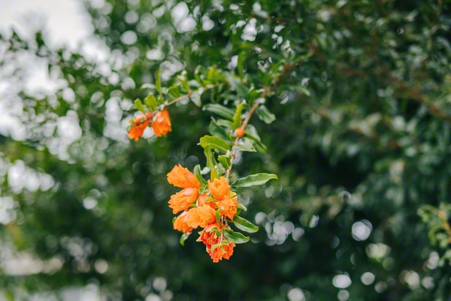 田中さん宅にある、ざくろの木の花。池田先生の母・一さんが“ざくろのように強く”と語っていたように、今年もたくましく花を咲かせた