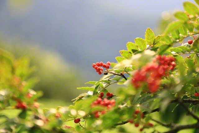 秋を感じる赤い実（9月28日、長野市、小林充通信員）