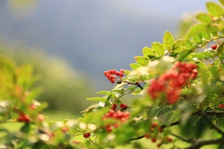 秋を感じる赤い実（9月28日、長野市、小林充通信員）