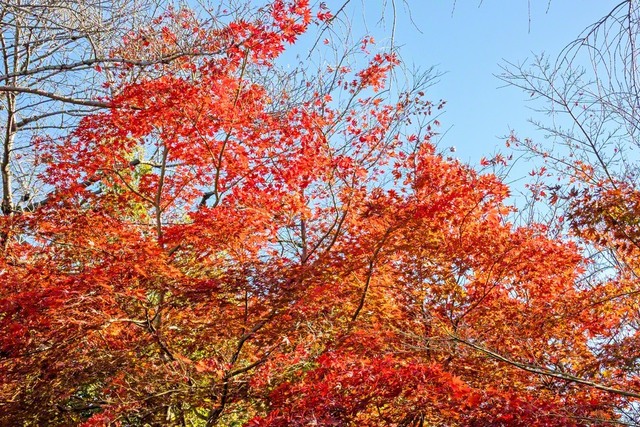 池田先生は、美しく色づいた紅葉を見上げ、シャッターを切りました（2022年12月、都内で）。“高き天空を仰いで、のびのびと大きく深呼吸しながら、自分らしく努力を積み重ね、すがすがしい「実りの秋」としていってください”――先生は、日々挑戦を重ねる未来部のみんなを心に思い浮かべながらエールを送りました