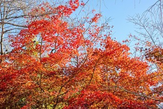 池田先生は、美しく色づいた紅葉を見上げ、シャッターを切りました（2022年12月、都内で）。“高き天空を仰いで、のびのびと大きく深呼吸しながら、自分らしく努力を積み重ね、すがすがしい「実りの秋」としていってください”――先生は、日々挑戦を重ねる未来部のみんなを心に思い浮かべながらエールを送りました