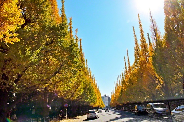 あざやかに色づいたイチョウの木々が、澄んだ青空に向かい、真っすぐ伸びています。池田先生は、未来へ一直線に大きく伸びゆく少年少女部のみなさんの成長を願い、カメラに収めました（2022年11月、東京で）