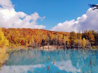 白金青い池。雲の切れ間から差し込む光を待ち続け、静寂の青い湖面に色づいた紅葉が映る瞬間を切り取った（10月24日、美瑛町、合田智子）