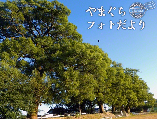 樹齢300年を超えるクスノキが15本も群生する「岩国市楠町一丁目のクスノキ巨樹群」（10月29日、岩国市、森川義雄通信員）