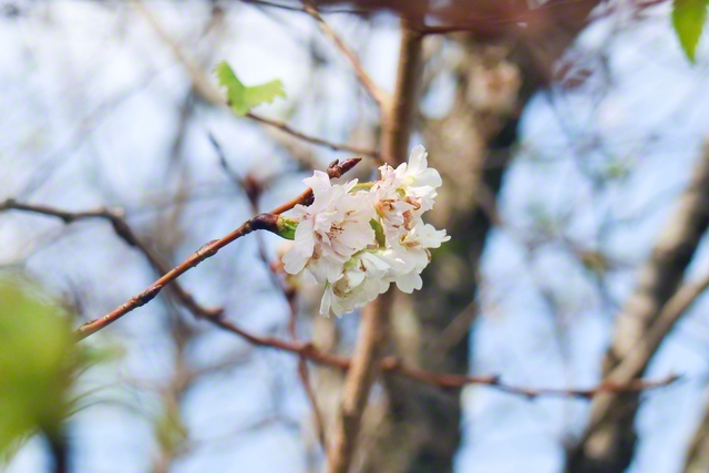 澄んだ空気の中、りんと咲くフユザクラ（呉市、北野陽子通信員）