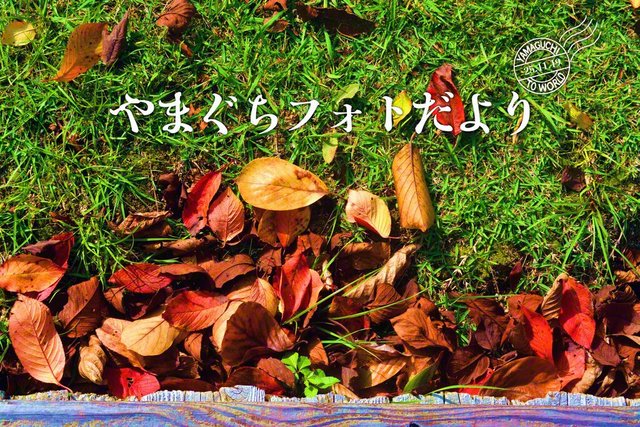 芝生のキャンパスに映える色とりどりの落ち葉（11月10日、山口市、松永正治通信員）