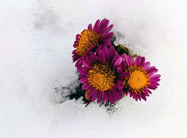 雪の中で咲く冬菊