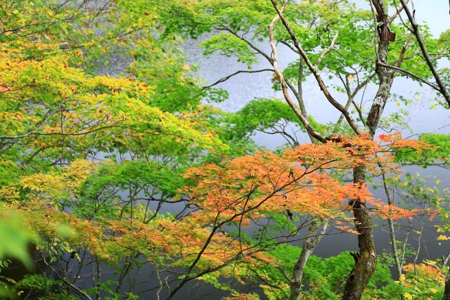 池にかかる色づいたモミジ（10月18日、長野市、小林充通信員）