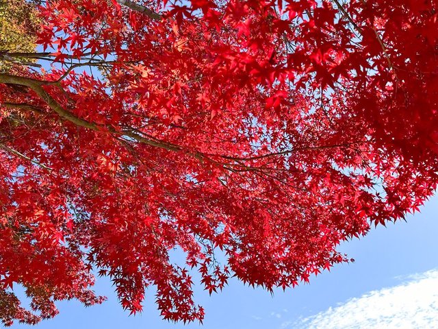 赤と青のコントラスト（三原市、西丸美由紀通信員）