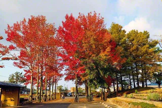 出雲市内（渡邊香代子通信員）