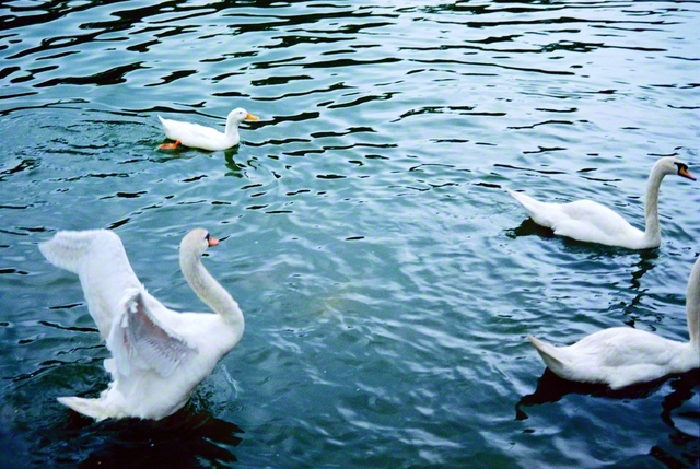 「冬の使者」とも呼ばれるハクチョウ。大きく羽を広げています。1986年6月、池田先生がさつえいしました（愛知・名古屋市で）。先生は、みんなが希望の大空へ羽ばたくことを願い、たくさんのはげましを送りました