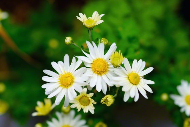 華やかな笑顔のように（10月31日、松本市、森田昭治通信員）