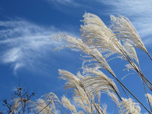 優しく揺れるススキ（11月12日、小諸市、仲澤増子通信員）