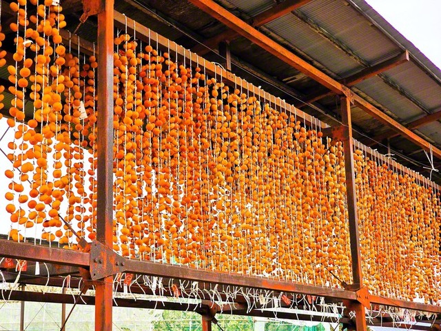 この時季の風物詩である柿のれんを撮影しました。渋みのある柿も、山形の寒風の中で、甘みのある干し柿へと変わっていきます（11月24日、寒河江市、宮林春彦通信員）