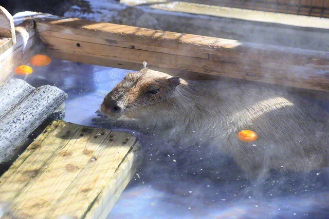 須坂市動物園で人気の「カピバラ温泉」（1月12日、小林充通信員）