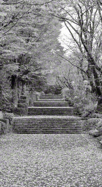 レインボー階段の横から。春には桜花が、秋には紅葉が、白鳥たちを見守る
