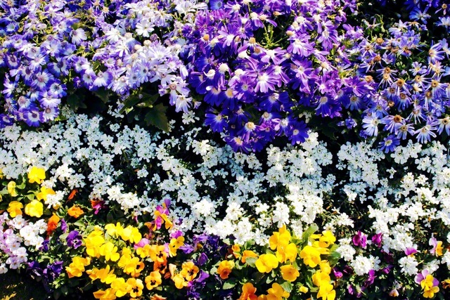 厳しい寒さが続く中でも、紫や白、黄色など、色とりどりの花があざやかに咲きました。2021年2月、池田先生がカメラに収めました（東京・新宿区で）。先生は、自分らしくかがやくことの大切さを説いた「桜梅桃李」との言葉を通し、少年少女部のみんなに何度もはげましを送りました