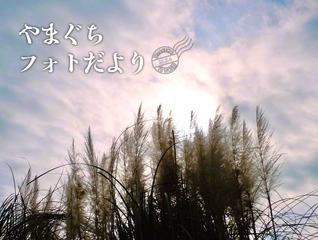 光を浴び際立つ、ふわりとした質感（2025年12月22日、宇部市、笹原晋一通信員）