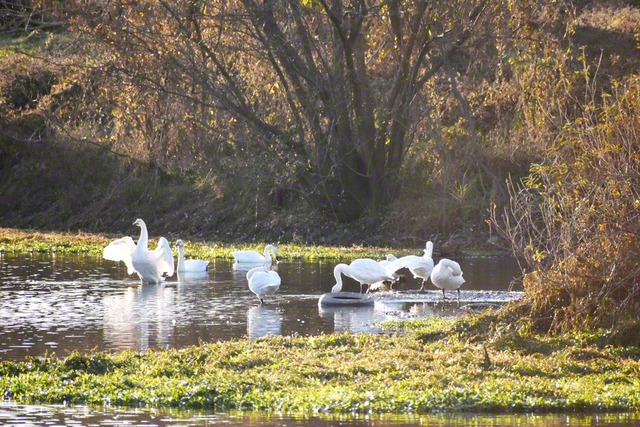 羽を休めるハクチョウ（昨年12月撮影＝西村美音通信員）