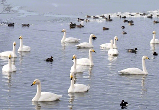オオハクチョウの姿が