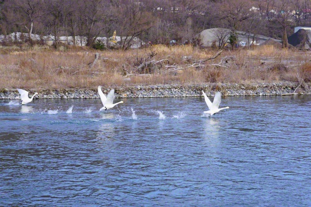 コハクチョウの飛翔（1月20日、安曇野市、森田昭治通信員）