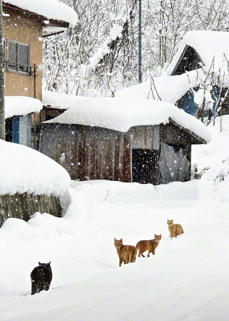 猫たちが団結して前へ（1月30日、山辺町で）