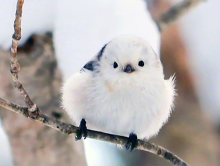 元気に飛び回っていたシマエナガ。シャッターを切る瞬間、目が合い、ほほ笑んでくれたよう（1月16日、札幌市、間嶋祐一）