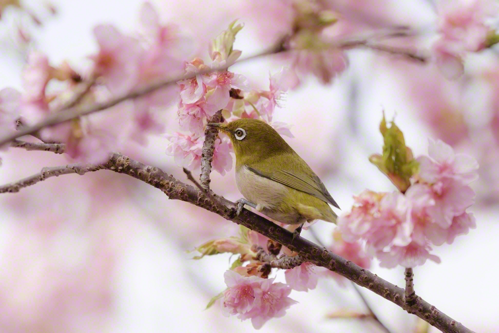 メジロも桜を楽しんでいた