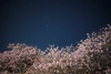 桜を見守るかのように、夜空の星がきらめいていた
