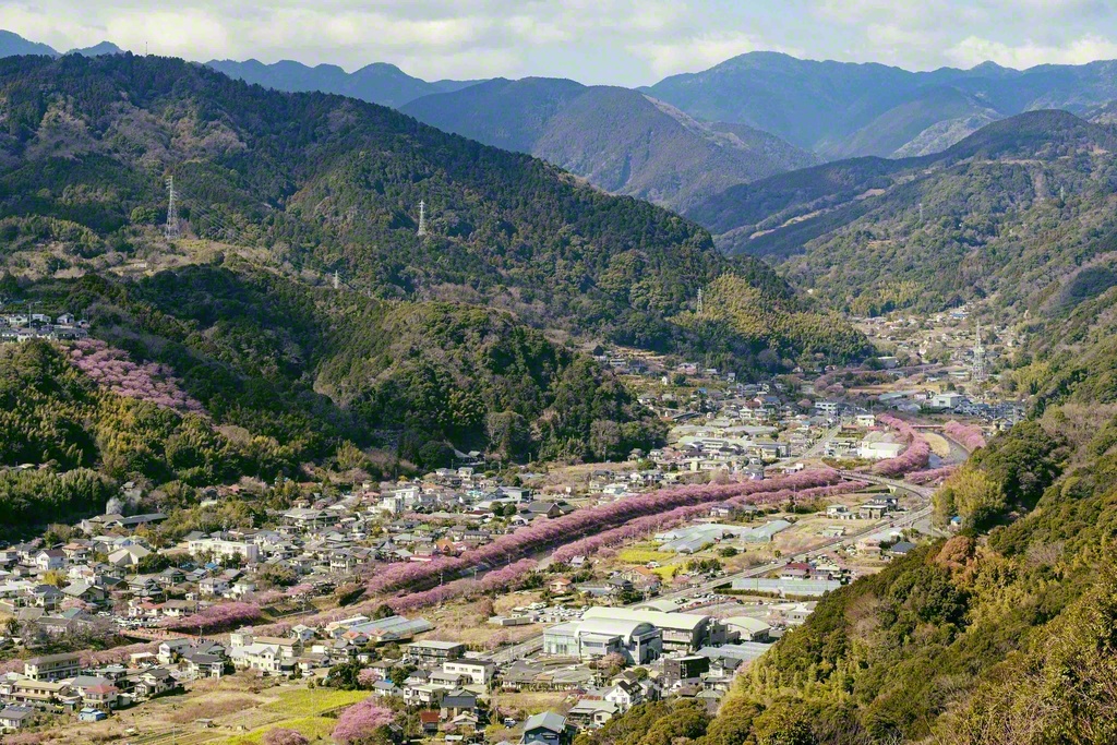 河津川に沿ってピンク色に染まる桜並木。4キロ程の距離に約850本の桜が植えられている