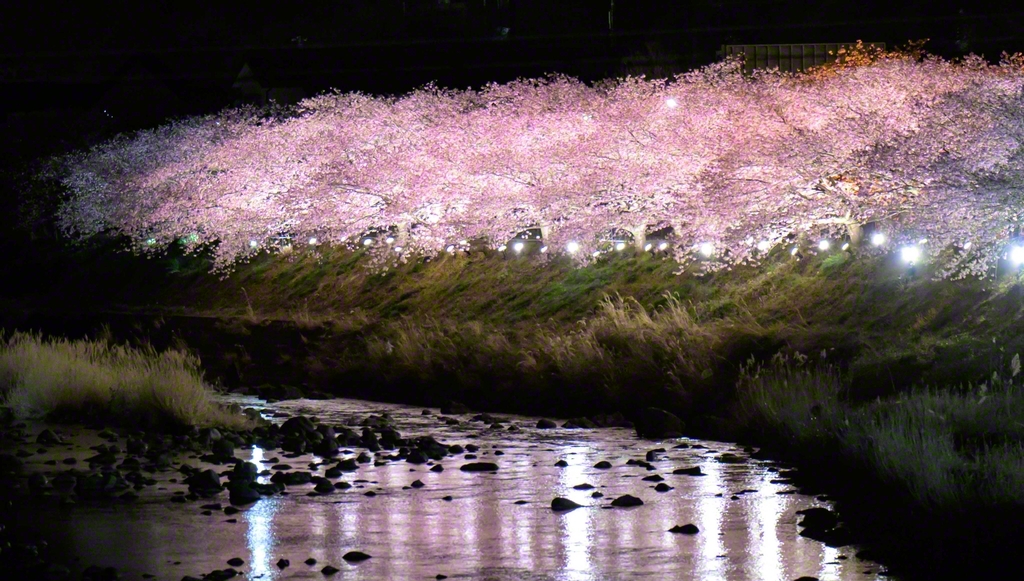 「河津桜まつり」の名物となっている桜並木のライトアップ（18時から21時まで）