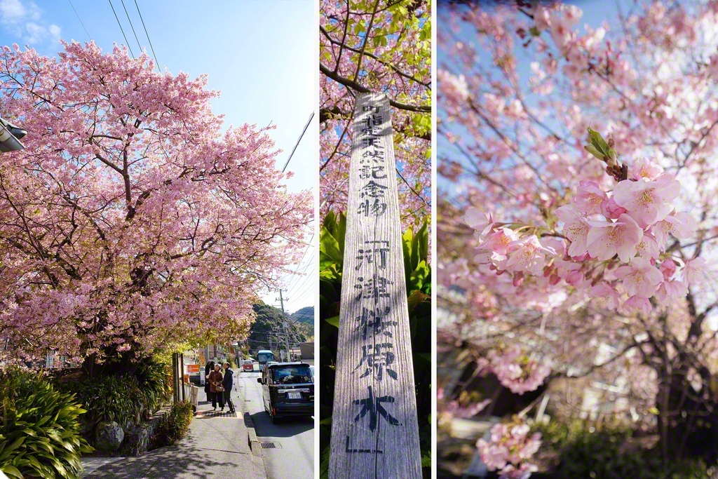 河津町内の飯田氏宅の庭に立つ「河津桜原木」