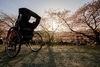 夕日に照らされて、桜と人力車の幻想的な風景が現れた